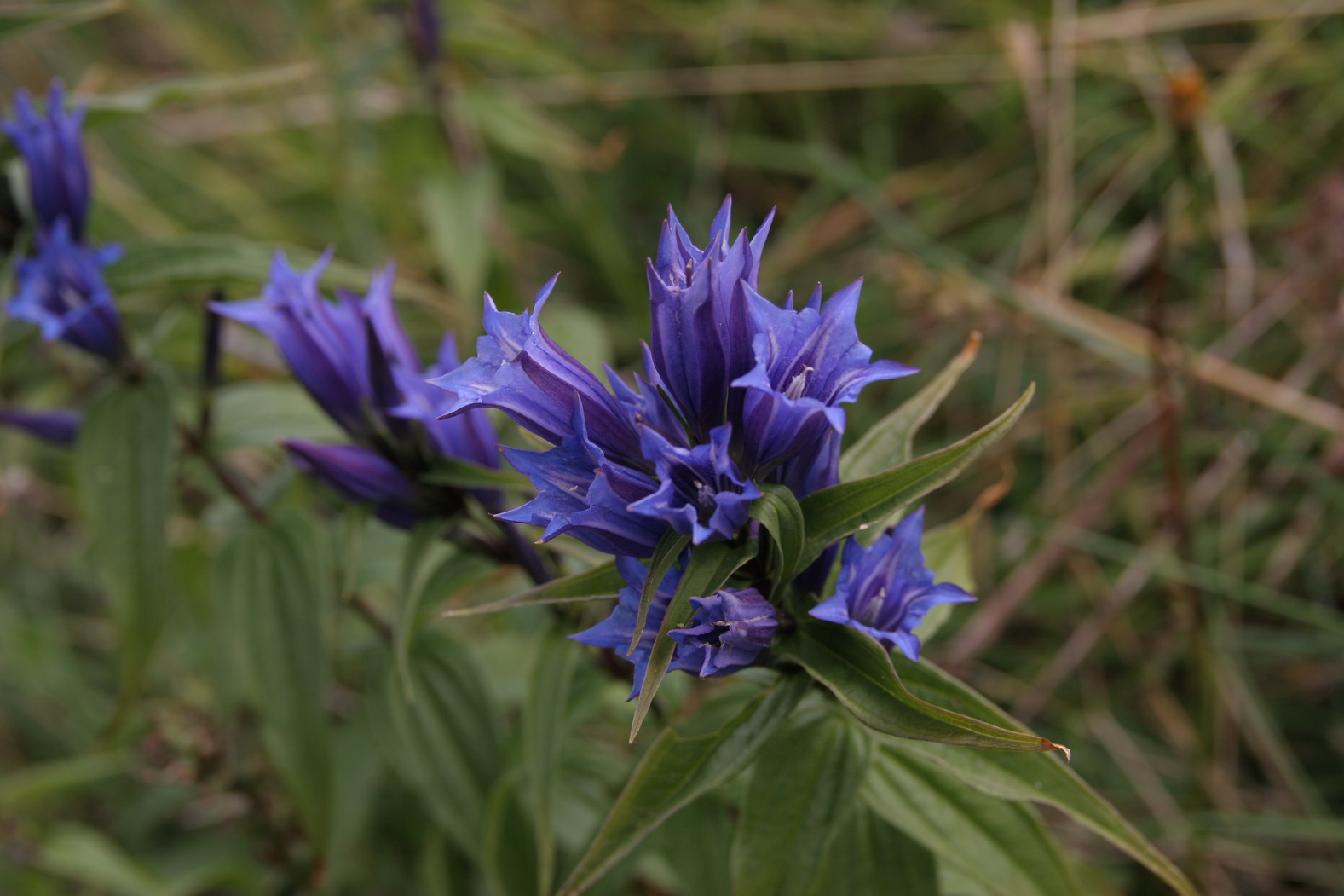 Gentiana asclepiadea